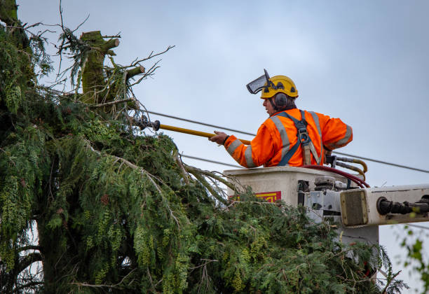 Professional Tree Care in West Haven, UT
