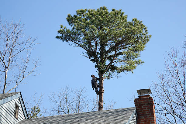 Best Arborist Consultation Services  in West Haven, UT